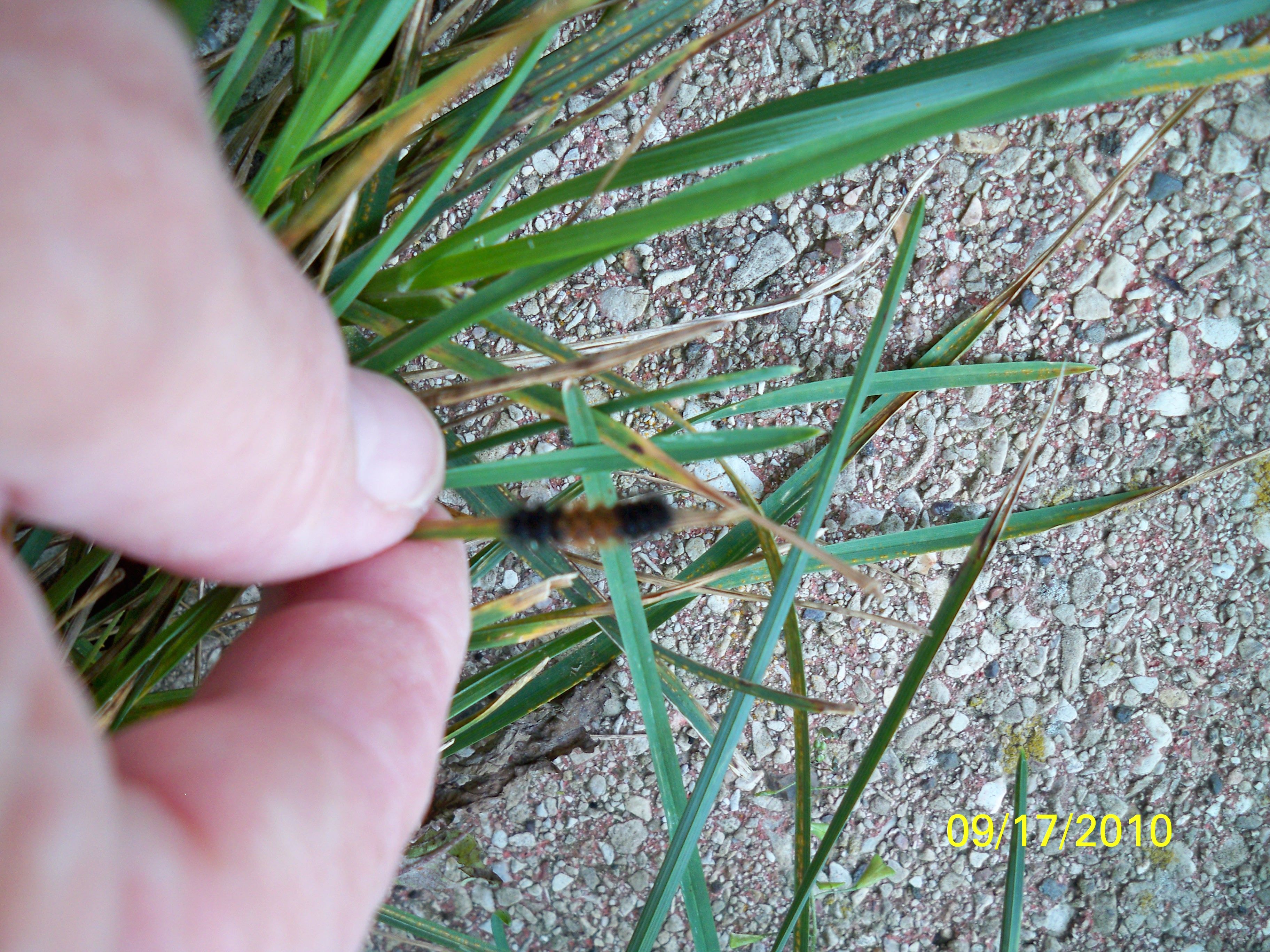 World's Smallest? Usually this kind of caterpillar is much larger and