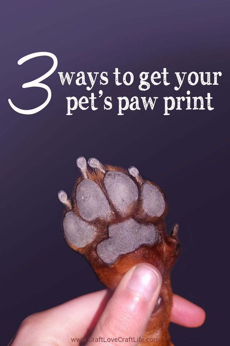 3 Ways To Get Your Pet s Paw Print Ink Print Salt Dough Impression 3 Ways To Get Your Pet s Paw Print Ink Print Salt Dough Impression
