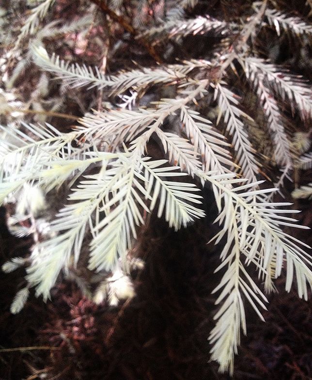 the mysterious world of albino redwood trees animals pinterest