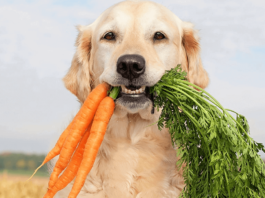 40 Living room Can cats eat baby carrots Popular in 2022