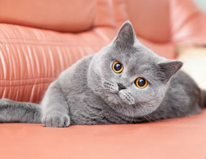 Cute Cats And Kittens, Kittens Cutest, Cool Cats, Black Kittens, Fluffy Kittens, Grey Cats, Blue Cats, Most Popular Cat Breeds, Kitten Breeds