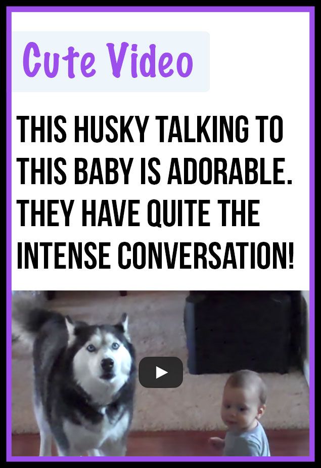 This Husky Talking To A Baby Is Adorable The Things They Say