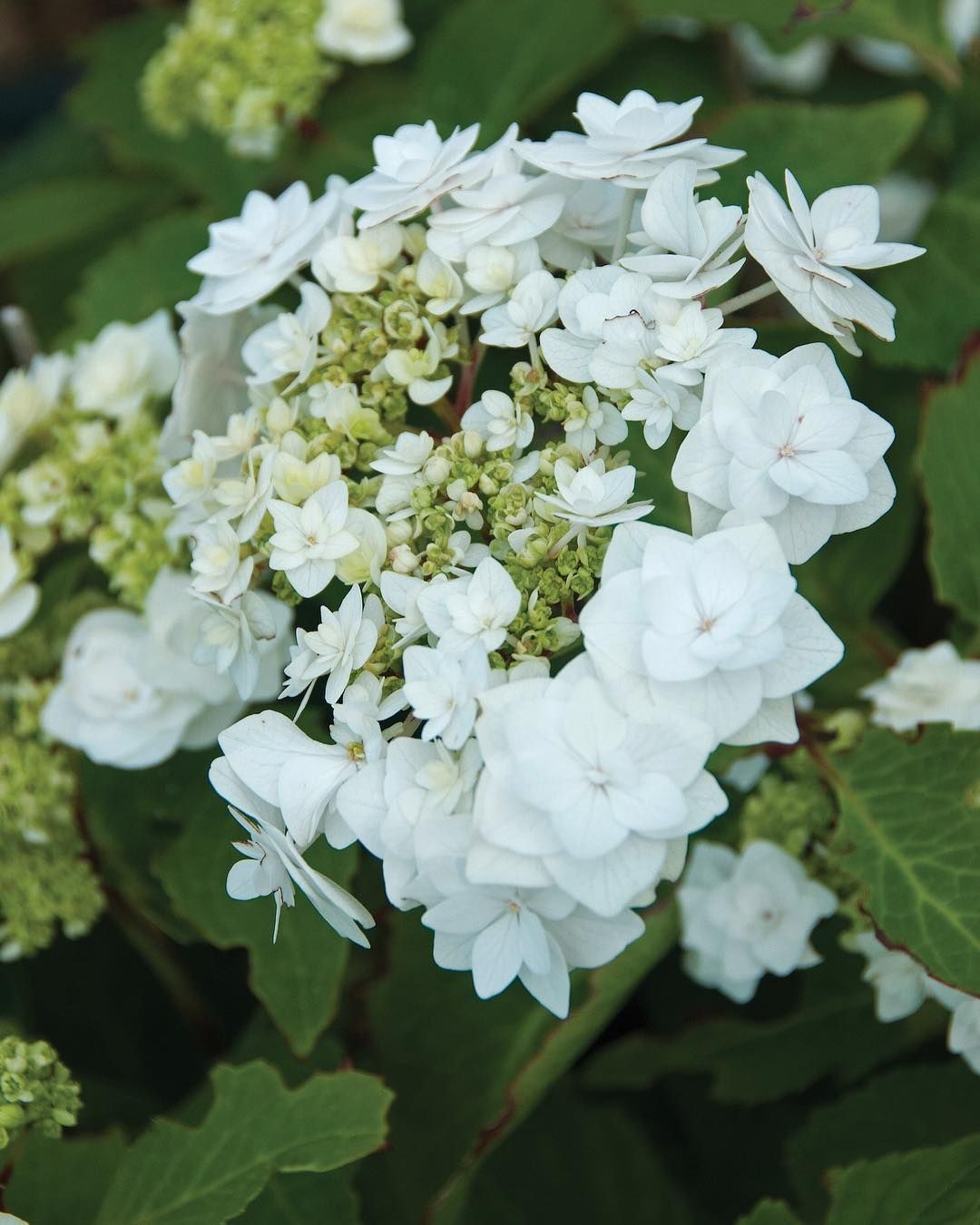 Wedding Gown hydrangea is a musthave in the garden! It has beautiful