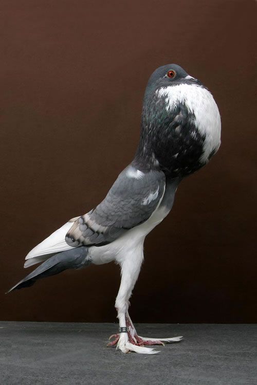 Google Image Result For Http Www Worldsstrangest Com Wp Content Plugins Wp O Matic Wscache23 321a5 Pigeon Championship Jpg 珍しい鳥 美しい動物 動物 写真 Google Image Result For Http Www Worldsstrangest Com Wp Content Plugins Wp O Matic Wscache23 321a5 Pigeon Championship Jpg 珍しい鳥 美しい動物 動物 写真