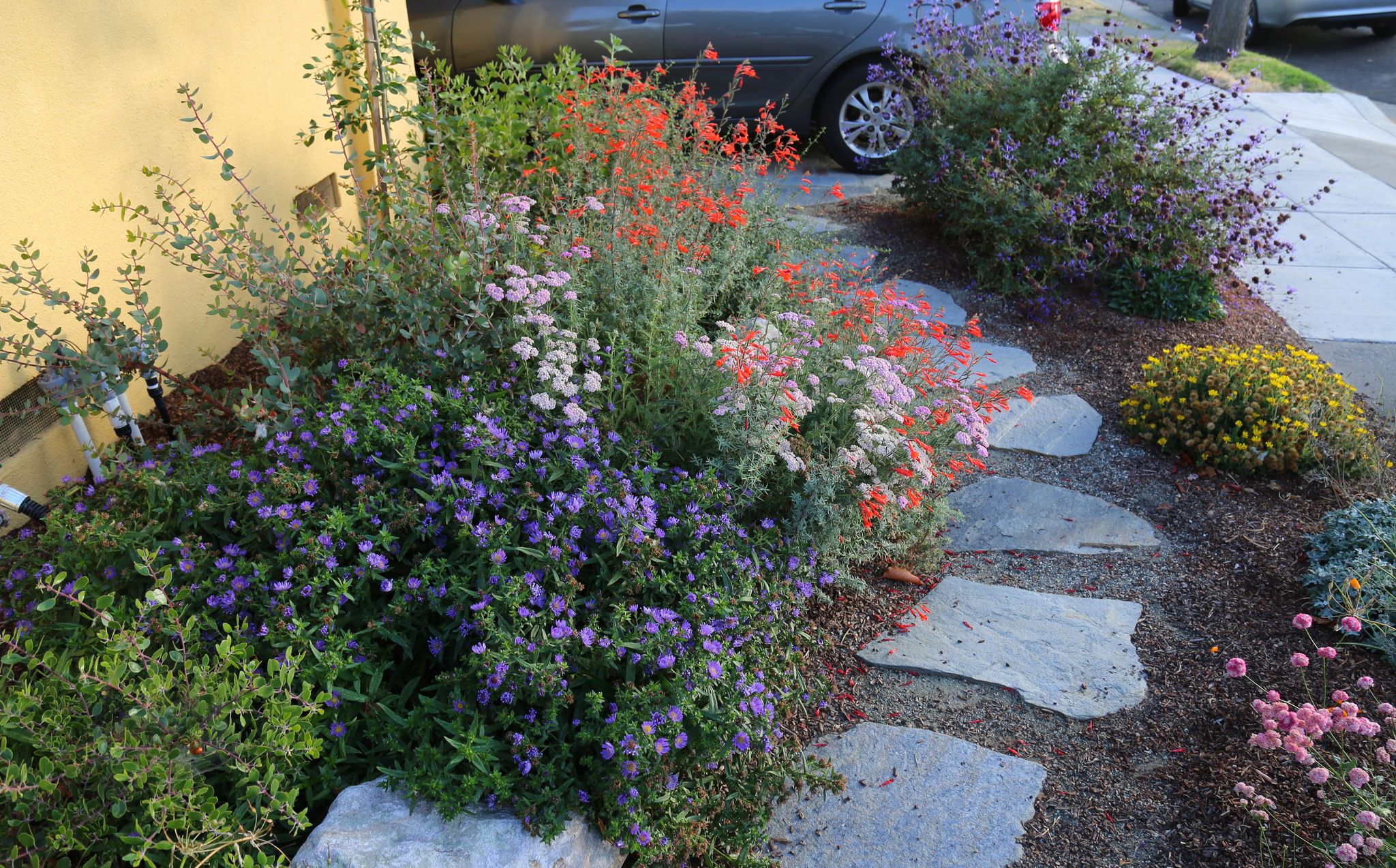 Native Plants For Southern California Gardens Image To U native-plants-for-southern-california-gardens-image-to-u
