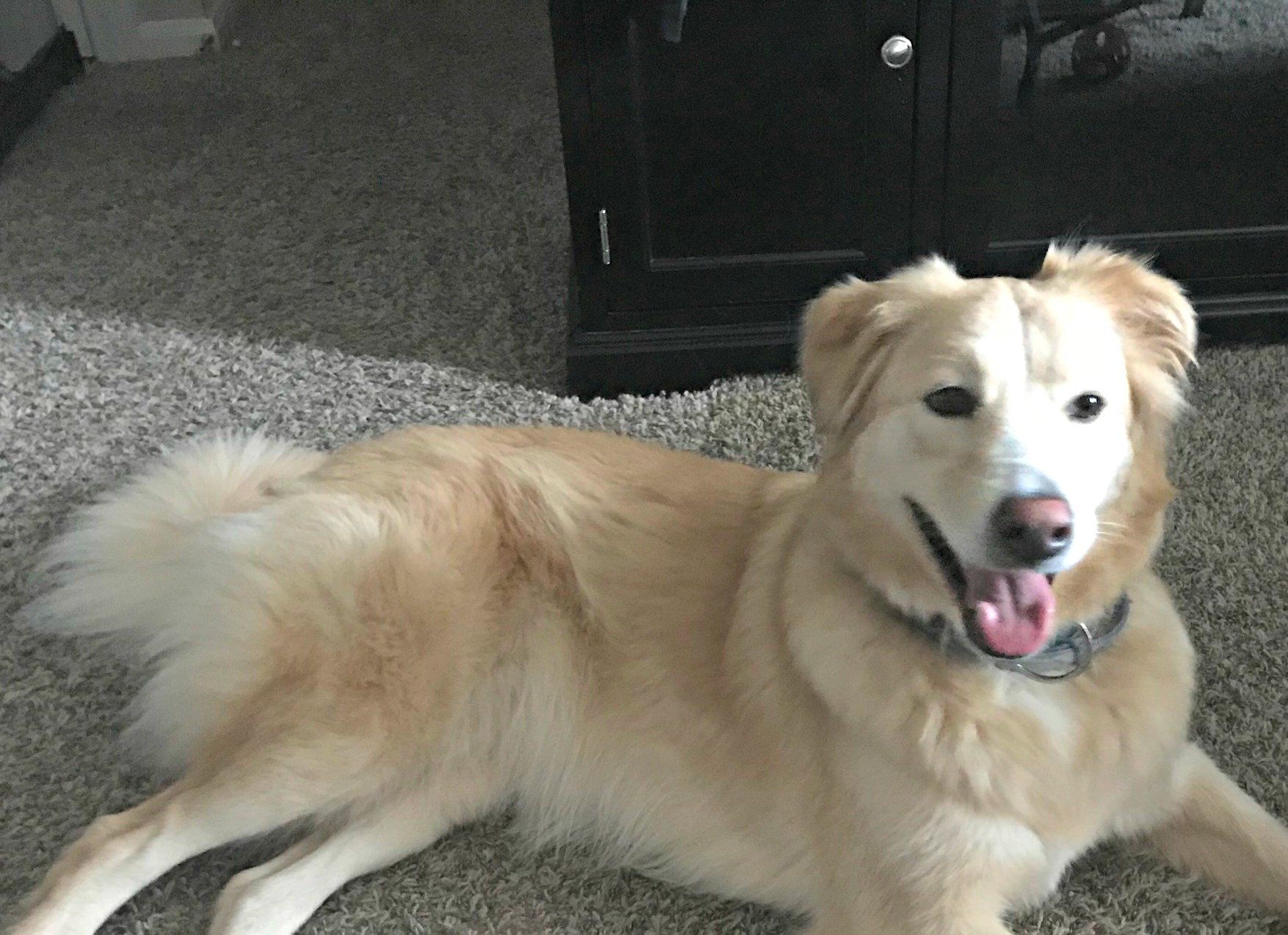 Golden Retriever Mix Dog For Adoption In Fort Worth Tx Usa