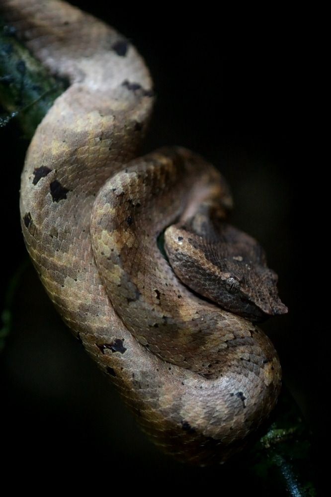 Post anal scutes pit vipers - Quality porn vipers pit Post scutes anal