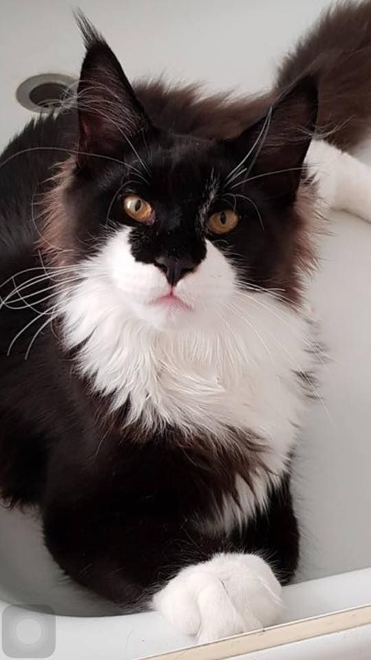 Pennello Maurice Gibb 6 Months Old Mainecatsandkittens Pennello Maurice Gibb 6 Months Old Mainecatsandkittens Cool Cats I Love