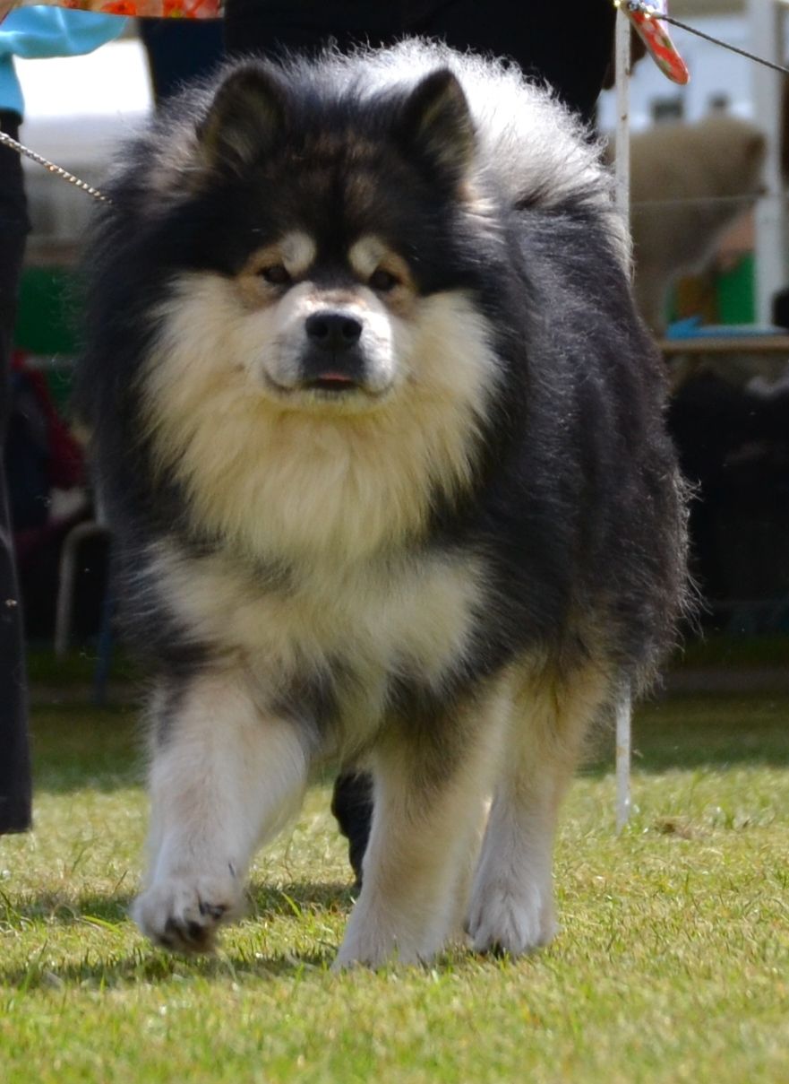 Elbereth Finnish Lapphunds Border Collies Finnish Lapphund