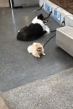 Pin On Pet Health