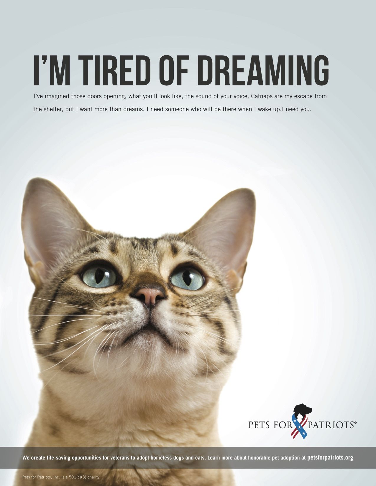 Image Result For Pet Adoption Poster Cat Adoption Adoption Cats image-result-for-pet-adoption-poster-cat-adoption-adoption-cats
