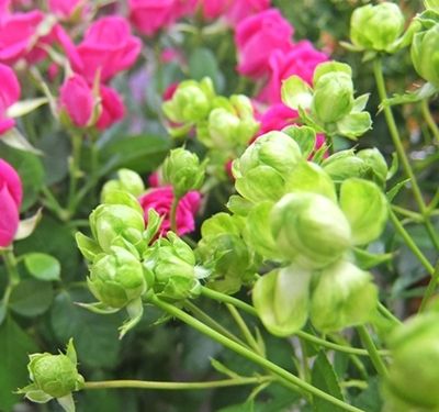 神生 かのう 薔薇園さんのバラ エクレール Plants 神生 かのう 薔薇園さんのバラ エクレール Plants