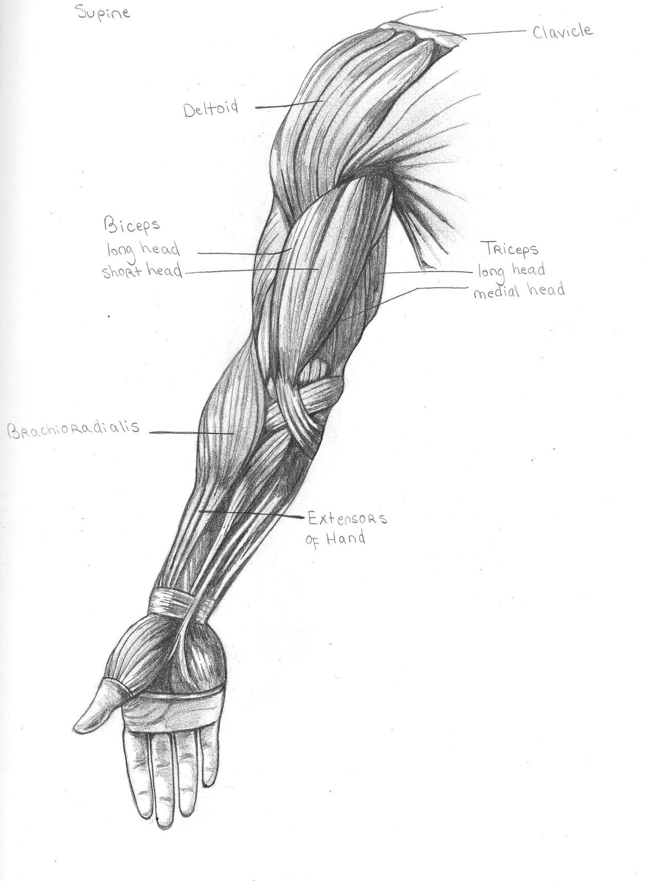 arm - supine
