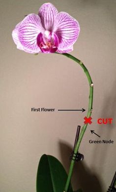 Learn how to cut an orchid spike in this orchid care instructions article by Ryan Levesque, author of Orchids Made Easy. #growingorchids