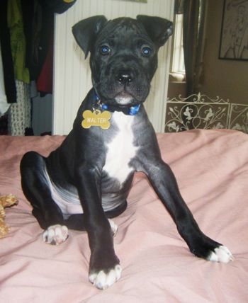 Pin On Cute Little Pooch