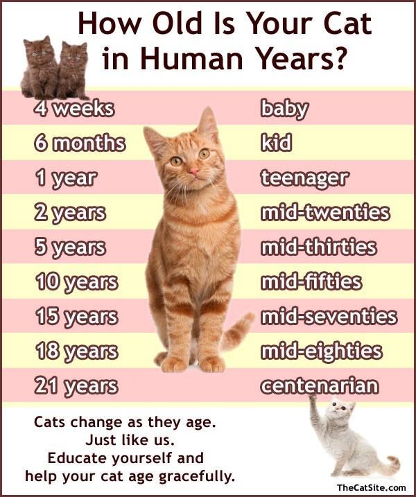 How Old Is YOUR Cat In Human Years Cat Ages Cat Years Cats how-old-is-your-cat-in-human-years-cat-ages-cat-years-cats