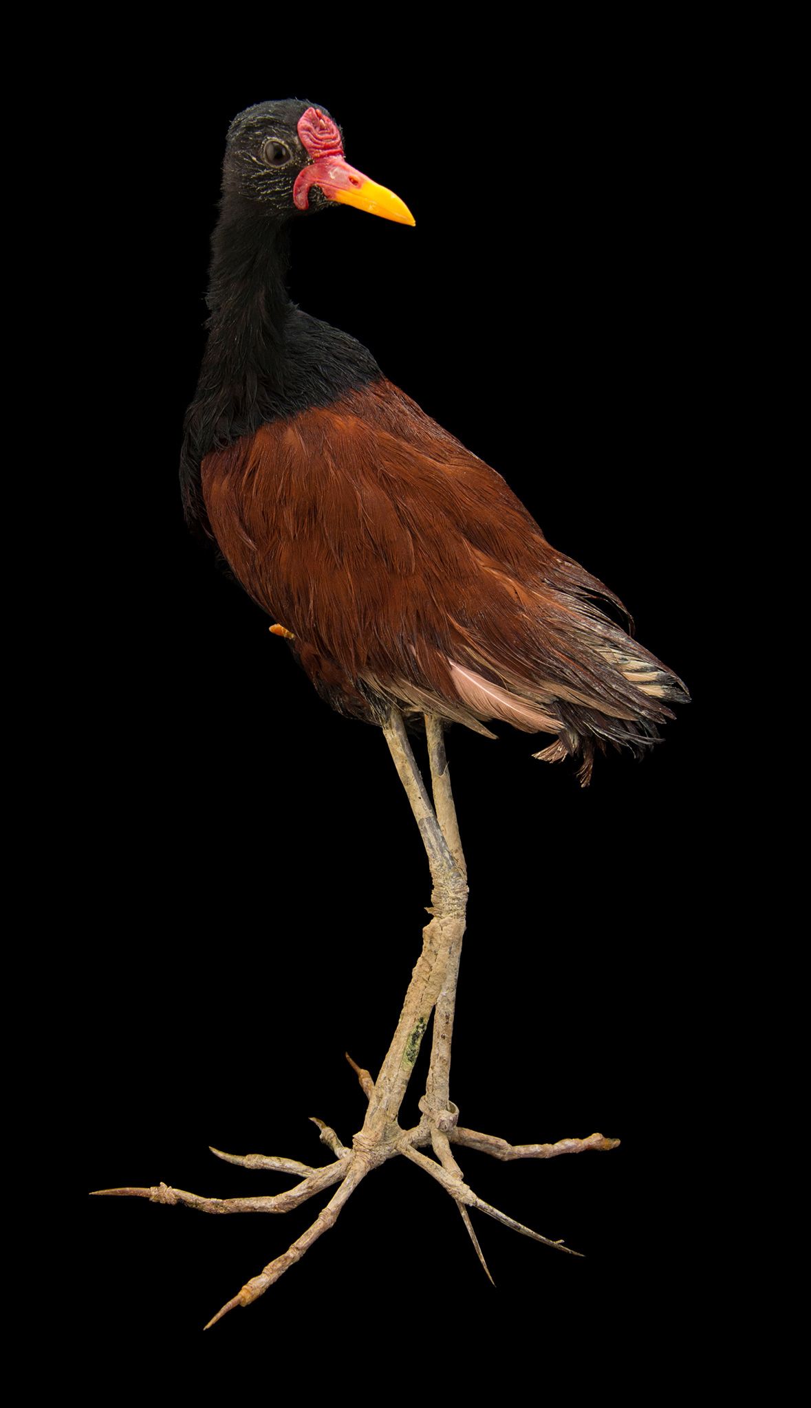 Why He Minds The Nest While She Takes More Mates The Male Wattled Jacana Tolerates Being Cuckolded Because Theres Something In It For Him Why He Minds The Nest While She Takes More Mates The Male Wattled Jacana Tolerates Being Cuckolded Because Theres Something In It For Him