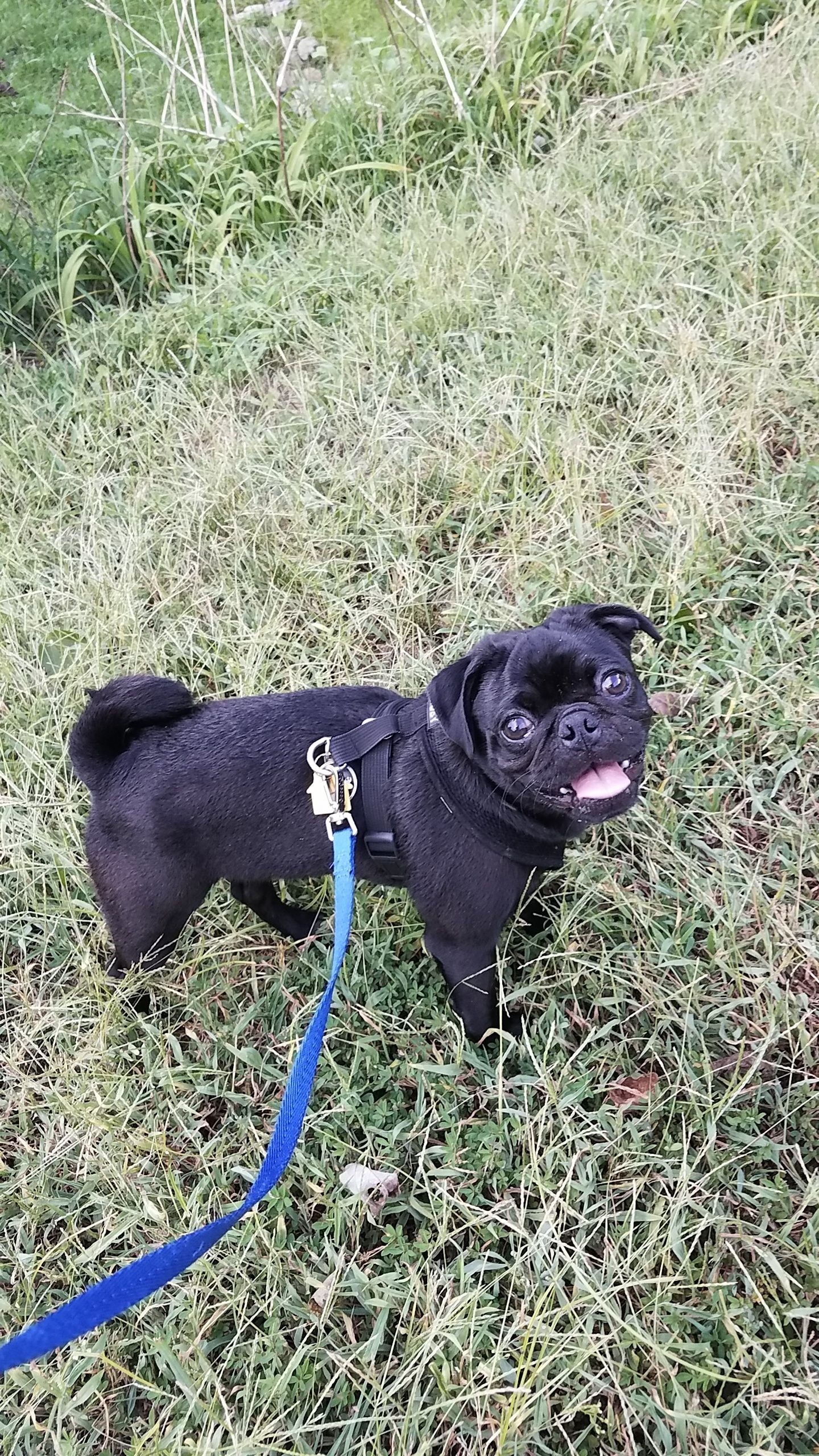 His First Walk After Being Stuck Inside For An Entire Week After