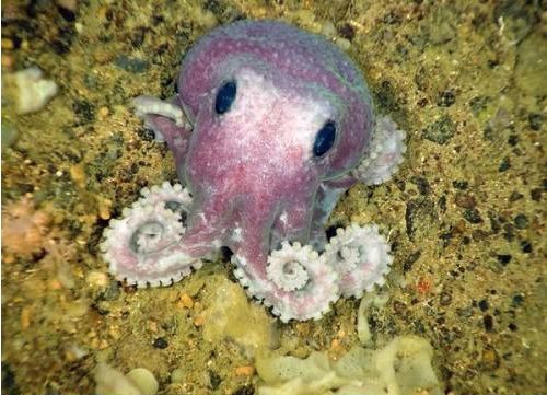 octopuses actually do make gardens by collecting stones and shiny