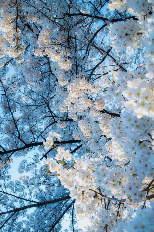 Pin By Margaret Scully On Wallpapers 2020 Spring Flower Art Spring Images Blue Aesthetic