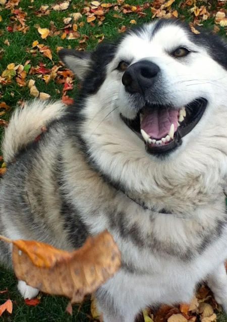 Alaskan Malamute Dog Photo Alaskan Malamute Dogs Alaskan
