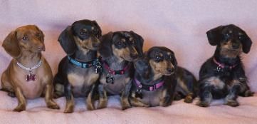 Sunset Dachshunds Pup Colorado Dachshund Breeder Dachshund