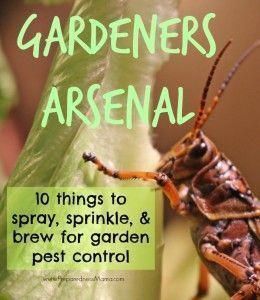 The Gardener’s Arsenal 10 Things to Spray, Sprinkle & Brew for Garden Pest Control – Organic pest control