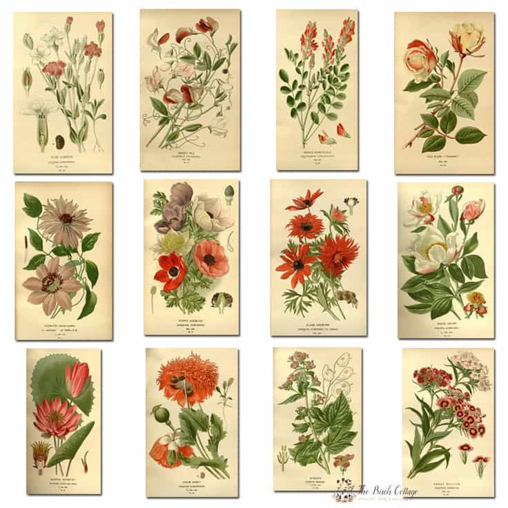 2018 Printable Monthly Calendar With Vintage Botanical Art Monthly