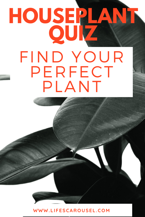 Not sure which houseplant is right for you? Are you an indoor plant beginner and confused by all the different types? Do you kill houseplants? Take this houseplant quiz to find the BEST houseplant for you! Pet-safe plants... low-light plants... overwatering plants... underwatering plants - whatever your unique needs, this quiz will help you find your PERFECT PLANT! #houseplants #indoorplants