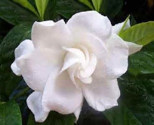 5 Jasmine Gardenia Seeds 1152 In 2021 Bush Flower 5 Jasmine Gardenia Seeds 1152 In, How To Get Seeds From Gardenia