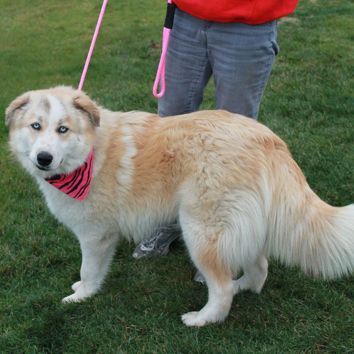 great pyrenees and husky mix