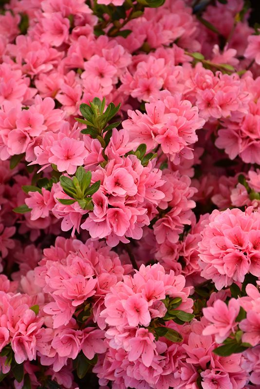 Coral Bells Azalea (Rhododendron 'Coral Bells') at Pender Pines Garden Center