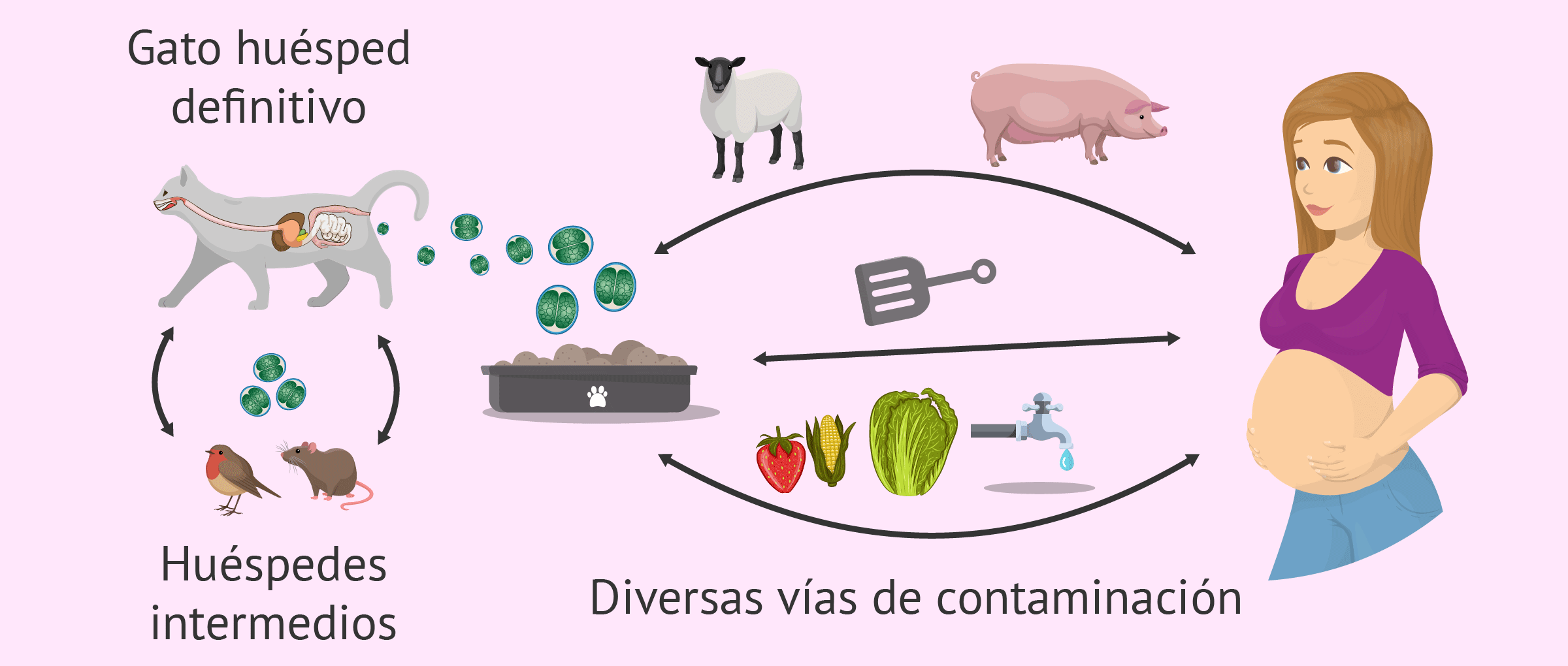 Como se contagia la toxoplasmosis a los seres humanos