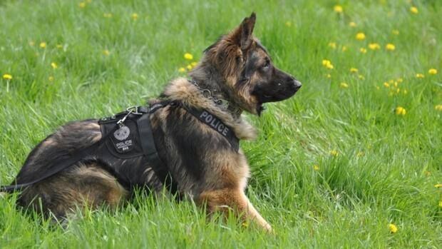 Quanto Was A K 9 Hero Who Was Killed In The Line Of Duty But Not