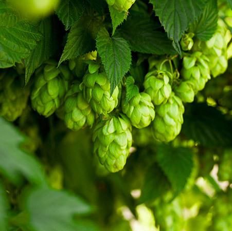 Cascade Hops Plant Relaxing Oasis Pinterest Plants Cascade Hops Plant Fast Growing Trees