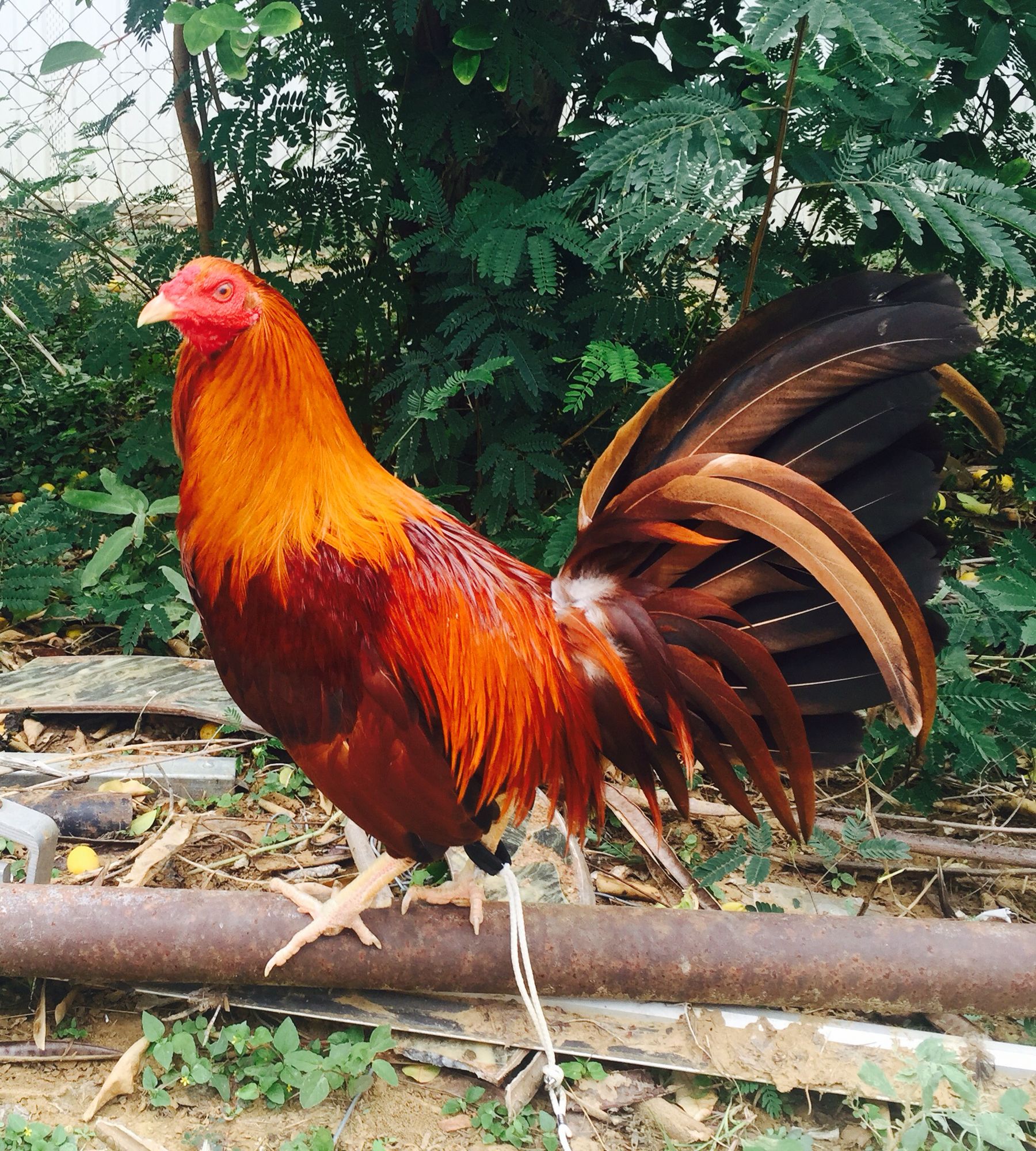 Gallos Sweater Puros