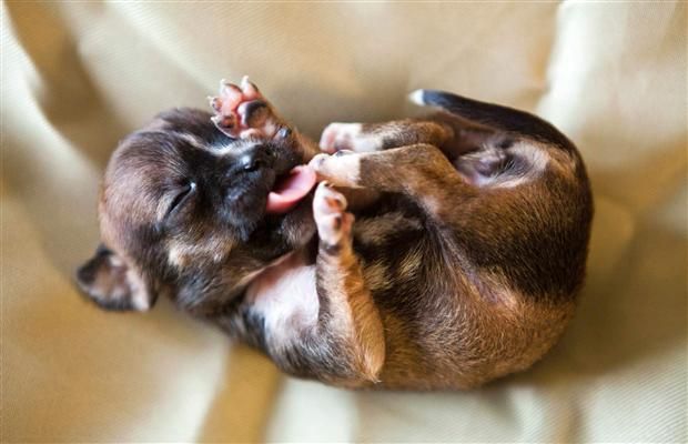 Photos Meet Beyonce The World S Tiniest Puppy Puppies Cute