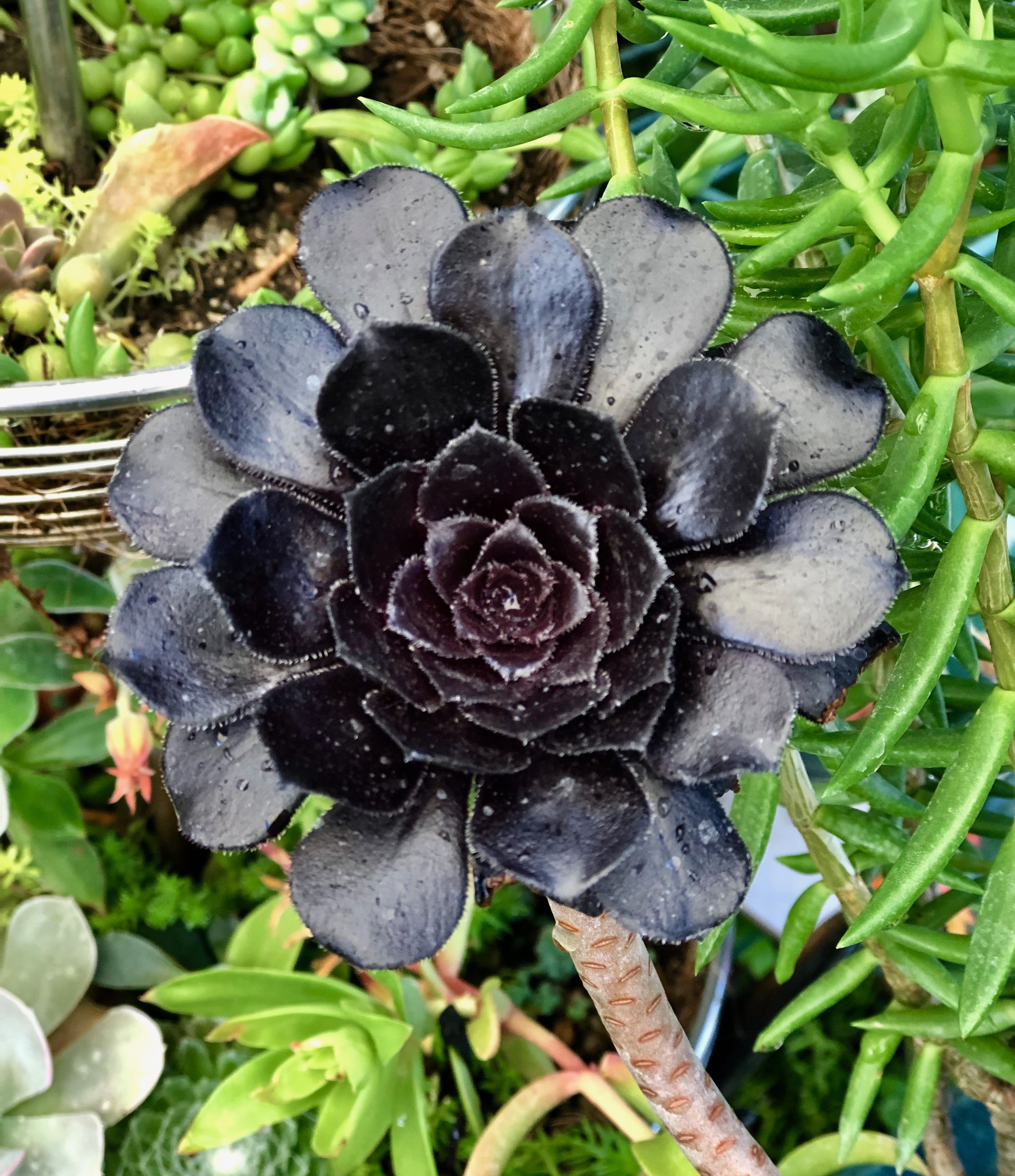 Black Rose Aeonium | Succulents, Plants, Black rose