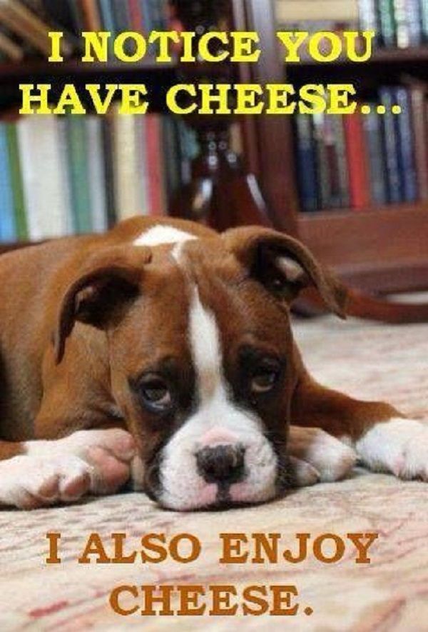 What Human Food Can Boxer Dogs Eat What Human Food Can Boxer Dogs Eat