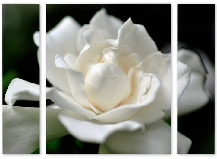 Gardenia Trademark Global Kurt Shaffer Lovely Gardenia Multi