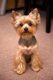 Yorkshire Terrier Black Brown Color With A Short Hair Stand On A Dirt Road Close Up Yorkshireterrier Yorkshire Terrier Terrier Yorkie Lovers