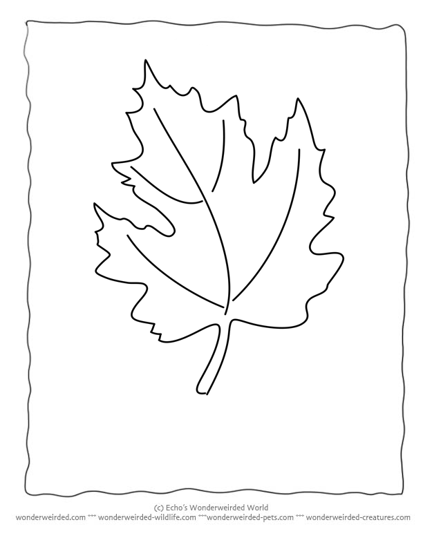 Maple Leaf Coloring Page Our Collecting With Leaves Black And White Outline Drawings For Identification