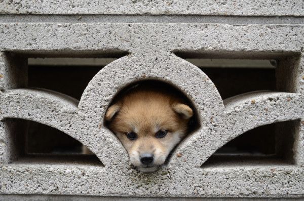 Dogs おしゃれまとめの人気アイデア Pinterest Phillyjerseygirl 可愛いワンちゃん 犬と猫 わんちゃん Dogs おしゃれまとめの人気アイデア Pinterest Phillyjerseygirl 可愛いワンちゃん 犬と猫 わんちゃん