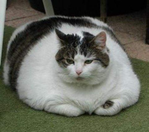 Diet plans for moms image 7