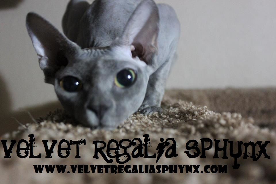 Sphynx Kittens For Sale $500 Florida Sphynx Kittens For Sale 0 Florida