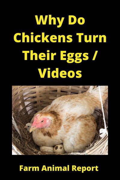 Why Do Chickens Turn Their Eggs / Videos in 2020 | Fun ...