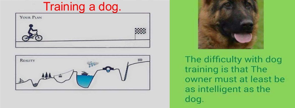 Classes Atlanta Obedience Club Dog Training Dogs How To Plan