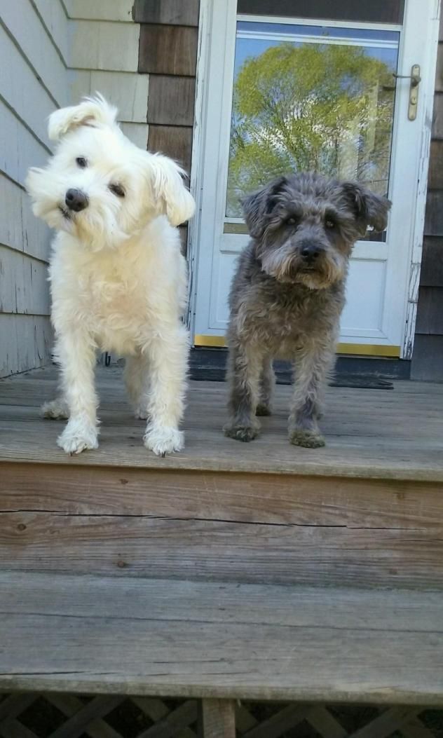 Adopt Nudel Schnitzel On Pup Adoption Animal Control