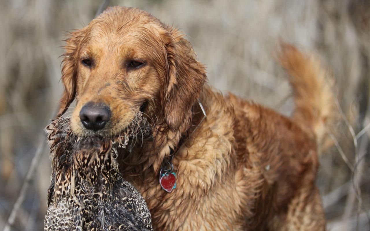 Born To Hunt Hunting Dogs Golden Retriever Bird Dogs Breeds