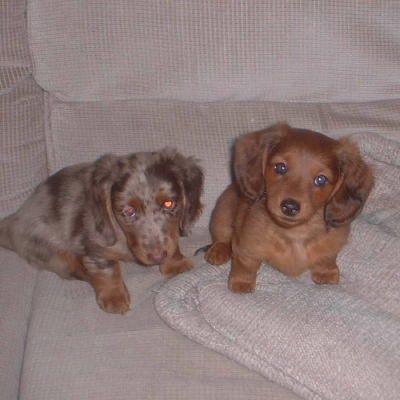 Hickory Dickory Dachshunds Home Weiner Dog Dachshund Breed